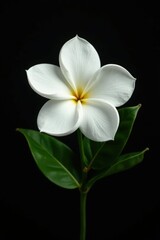 Fototapeta premium Single white gardenia flower with large leaves on black, nature, single bloom