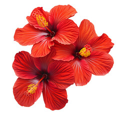 Vibrant hibiscus flowers isolated on transparent background.