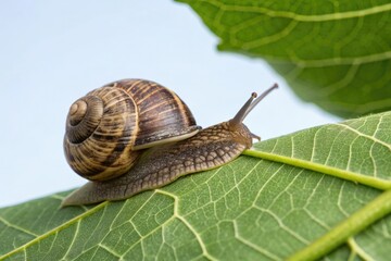 Snail exploring the texture and pattern of a fresh green leaf, leafy, macro, intricate