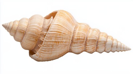Intricate Spiral Seashell Close-up Beige and Cream Hues on White Background