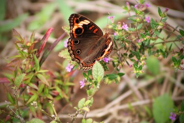 MARIPOSA OJO DE VENADO COMÚN