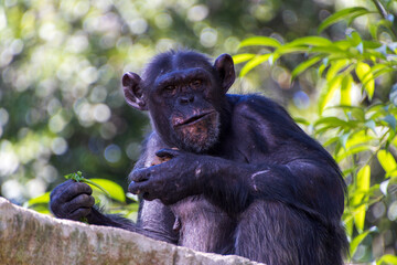 Chimpanzee sitting on a rock munching on leafy greens in a lush environment during daylight