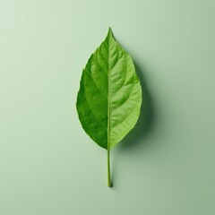 A solitary green leaf against a neutral background, still life, leaf, crisp