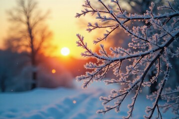 The golden sunset cast a warm glow on the frosty branches of a bare tree, winter wonderland, frosty mornings