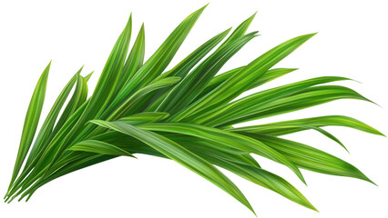 Obraz premium Tropical Green Palm Leaves Overlapping on White Background, Vibrant foliage design, Ideal for digital projects and presentations
