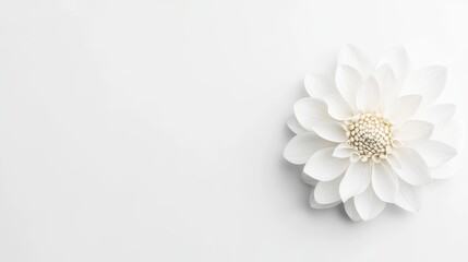 Obraz premium Serene White Dahlia Bloom on White Background
