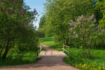 Wooden bridge with blooming lilac bushes around in the valley of the Slavyanka River in the landscape part of the Pavlovsky Palace and Park Complex on a summer day, Pavlovsk, St. Petersburg, Russia