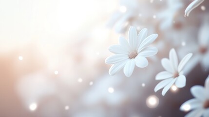 Fototapeta premium Serene White Daisies in Soft Sunlight