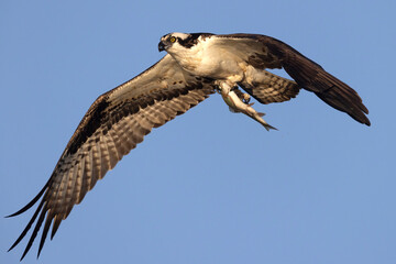 A wild osprey fishing at a pond in a state park in Colorado.