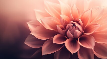 Fototapeta premium Close-up of a Peach Dahlia: A Study in Softness and Light