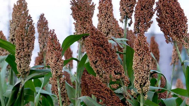 Red sorghum is about to mature in a field