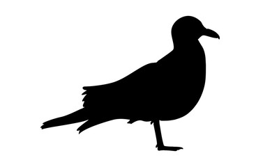 silhouette of seagull vector illustration