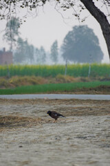 Myna Bird in the Countryside