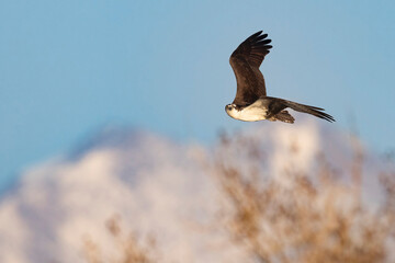 A wild osprey fishing at a pond in a state park in Colorado.