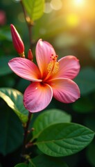 Fototapeta premium Plumeria frangipani in full bloom against bright light, hibiscus, garden