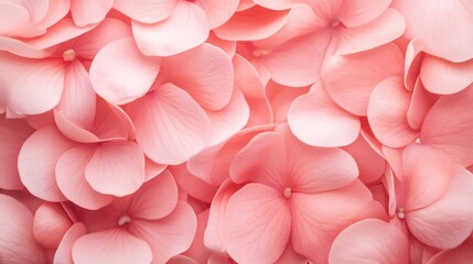 Obraz premium Pink Hydrangea Petals: A Close-Up Macro Photography of Delicate Blooms