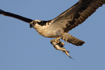 A wild osprey fishing at a pond in a state park in Colorado.