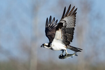 A wild osprey fishing at a pond in a state park in Colorado.