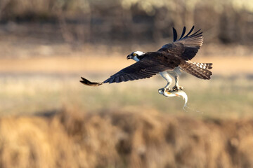 A wild osprey fishing at a pond in a state park in Colorado.