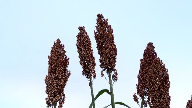 Red sorghum is about to mature in a field