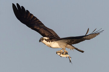 A wild osprey fishing at a pond in a state park in Colorado.