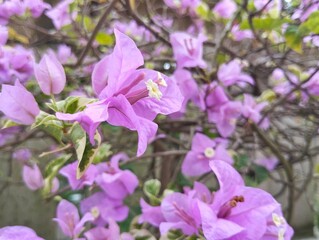 Obraz premium Bougenville pink flower blossom in outdoor garden, Floral home decoration 