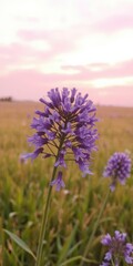purple flower blooming in a vast field against a mesmerizing pink sky backdrop, nature, outdoor, purple