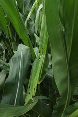 Obraz premium Mythimna separata, the northern cutworm, eastern cutworm or earworm, is a moth that destroys corn crops.