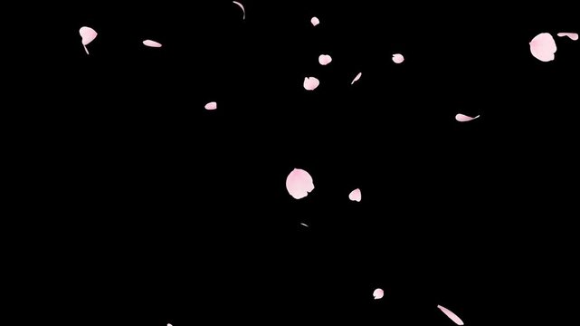 Cherry Blossom Petals Falling Loop. 3D Render. Soft pink cherry blossom petals gently fall in a seamless loop with an alpha channel, perfect for romantic and seasonal projects.