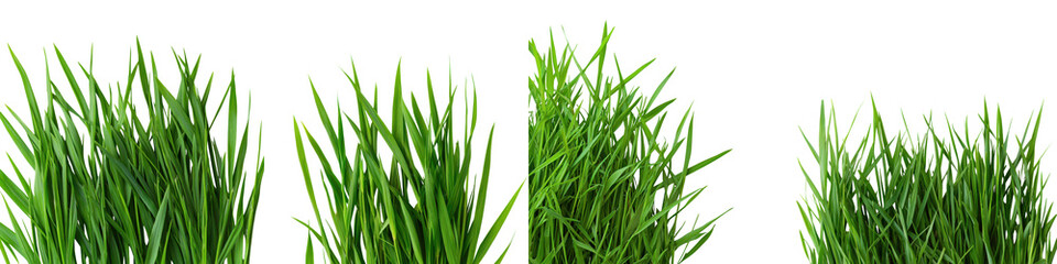 Fototapeta premium Vibrant Carpet of Lush Green Grass in Peaceful Natural Setting