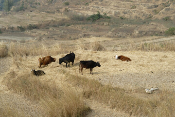 terraced rice field in Bhutan
