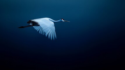 Obraz premium A single isolated Common crane bird flying on the dark blue sky background A solitary solitary single isolated Common crane bird in flight soaring gracefully against a backdrop of deep blue sky