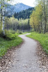 Fototapeta premium A winding path through a forest with trees and a mountain in the background
