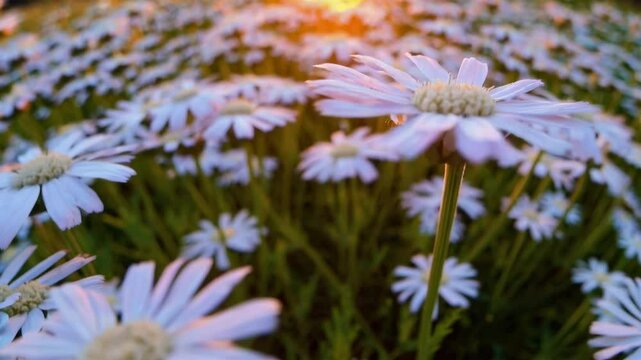 A serene video capturing a vast field of daisies swaying gently in the breeze, evoking tranquility. Shot from a low camera angle.