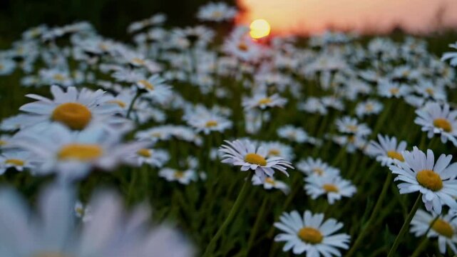 The video captures a serene field of daisies at sunset, emphasizing natural beauty with a low-angle camera shot for an immersive feel.