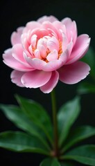 Fototapeta premium Gentle curves of blooming peony in delicate shade, gentle, peony, bloom