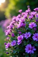 Obraz premium The bush of shali violet is covered with purple flowers that are blooming densely, bush, garden