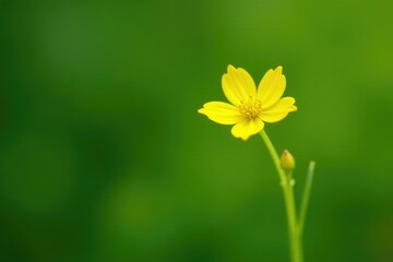Tiny yellow flowers blooming on a delicate green stem, flowers, nature, garden