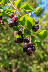 Saskatoon Berry Barn