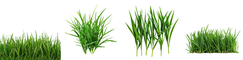 Obraz premium Lush Green Grass and Leaves in Peaceful Natural Outdoor Environment