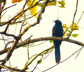 Asian Koel, a common indian bird, Male