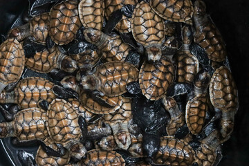 Newly born baby hawksbill turtle