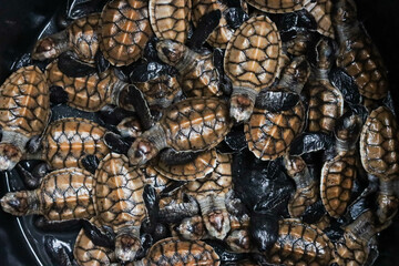 Newly born baby hawksbill turtle