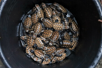 Newly born baby hawksbill turtle