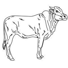 outline cow