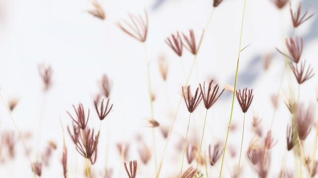 slow motion of brown grass flowers swaying in the wind on white background.