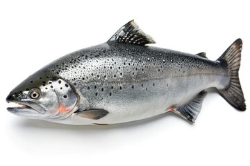 Obraz premium Salmon's scales glistening wet with slime on an isolated white background, fish scales, fish anatomy