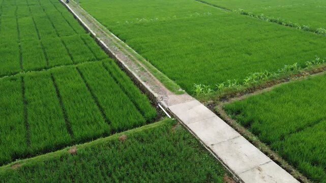 Aerial view of rice fields on the outskirts of Purwokerto, Central Java, Indonesia, captured on January 31, 2025. Lush green paddies showcase Indonesia's rural beauty