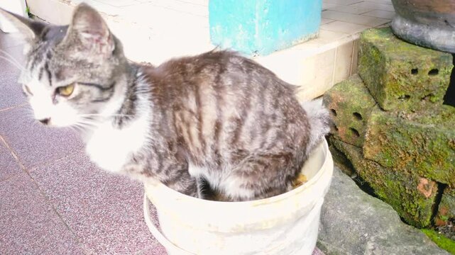 The cat is pooping. Cat poops in container.