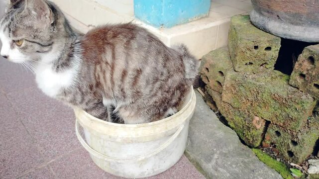 The cat is pooping. Cat poops in container.